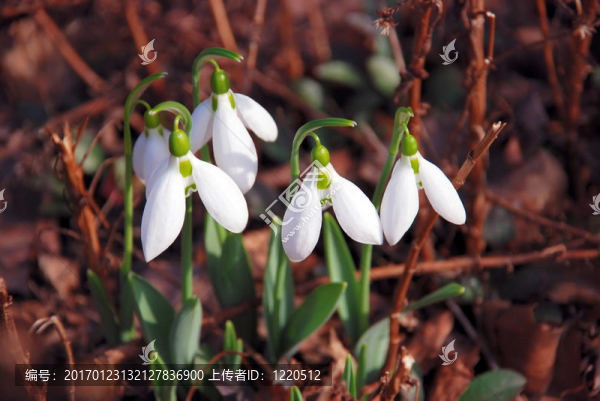 雪花蓮