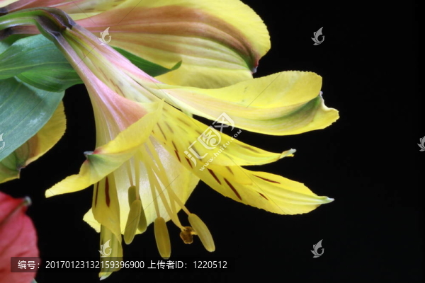 哭泣的百合花
