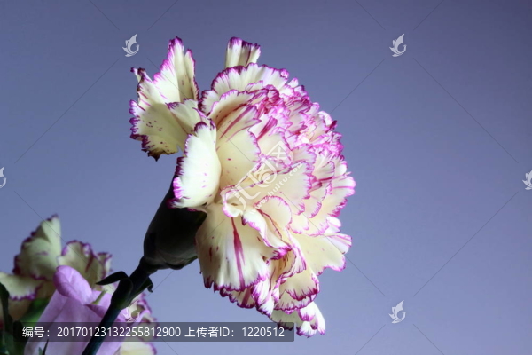 康乃馨