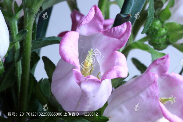 粉紅色的郁金香
