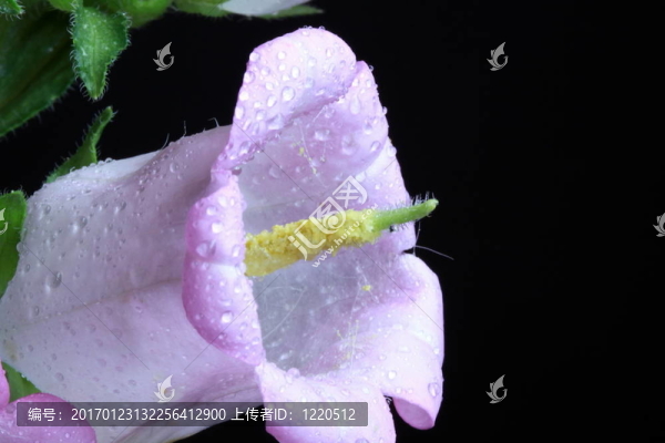 花粉
