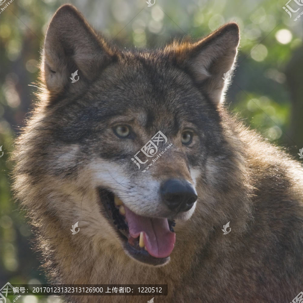 保魯夫在冬日的陽(yáng)光下尋找