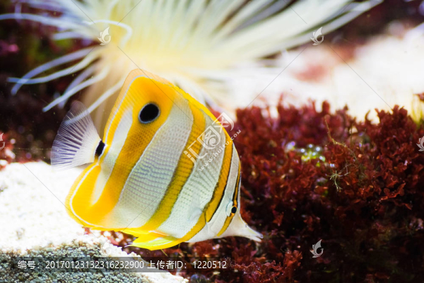 鉆嘴魚