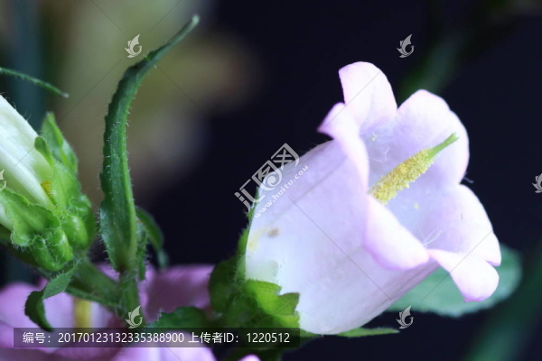 郁金香的花朵