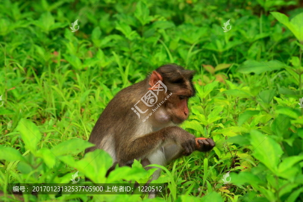 猴子在綠色-匯圖網(wǎng) www.fosd68.com 猴子在綠色