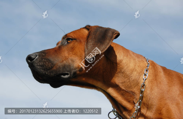 羅得西亞脊背犬