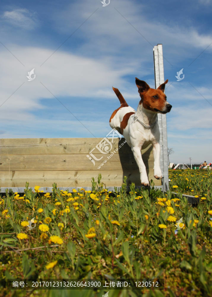 跳躍的狗-匯圖網(wǎng) www.fosd68.com 跳躍的狗