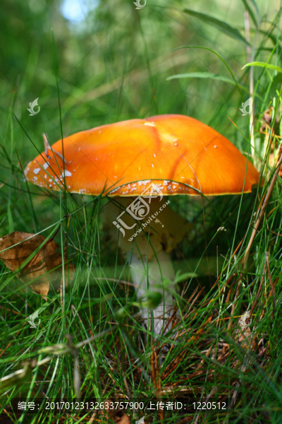 鵝膏菌