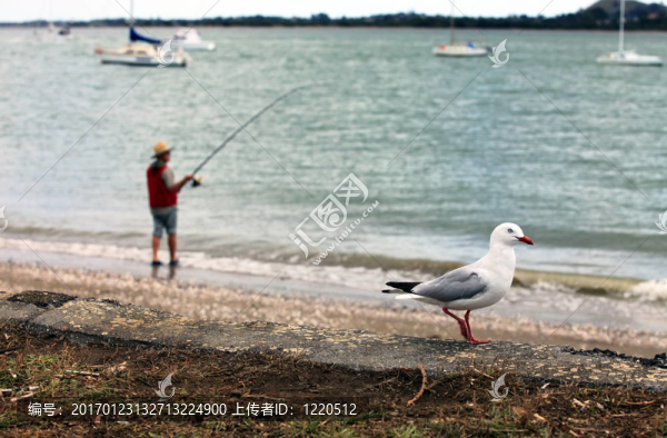 漁夫和海鷗