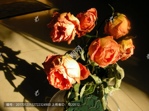 干玫瑰花31朵