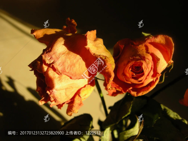 干玫瑰花33朵