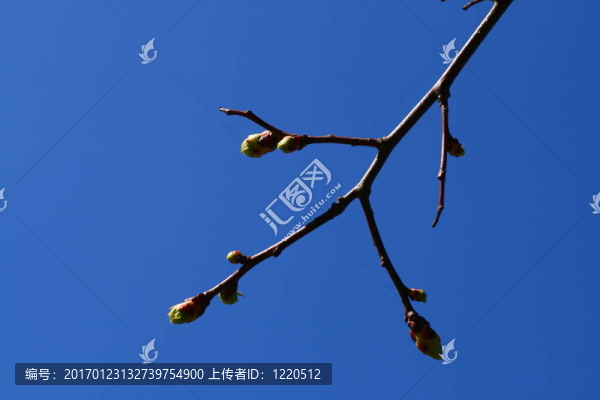 綠色的樹(shù)葉背景