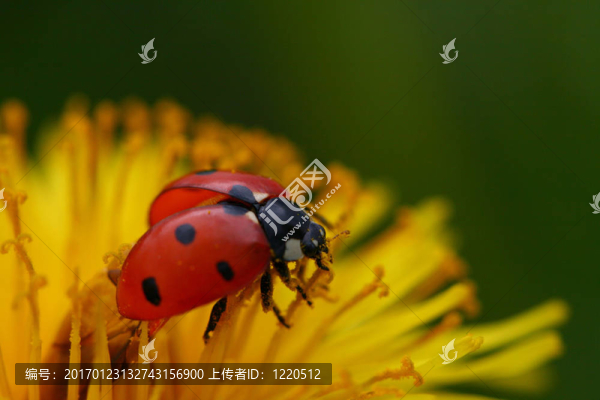 瓢蟲