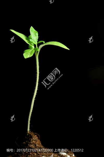新生命的植物