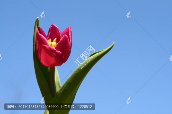 郁金香在天空-匯圖網(wǎng) www.fosd68.com 郁金香在天空