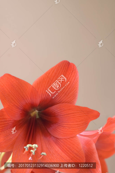 紅amarylis