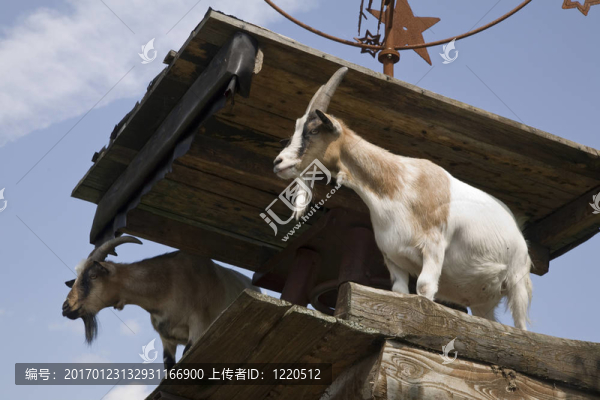 山羊