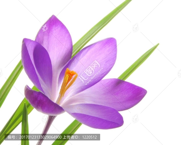 紫春番紅花
