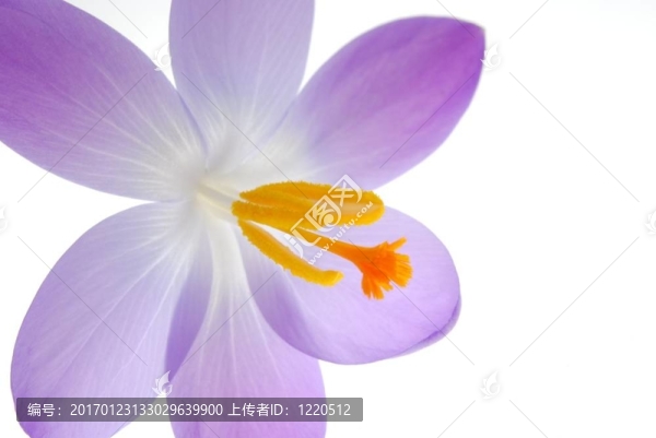 紫春番紅花