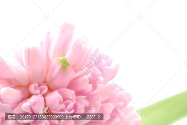粉紅色的風(fēng)信子