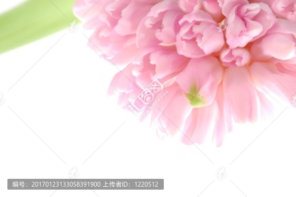 粉紅色的風(fēng)信子