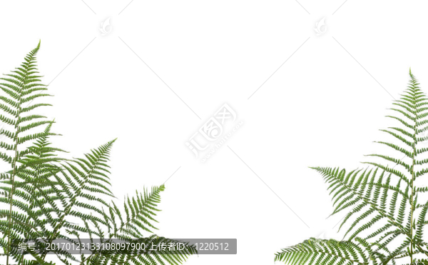 邊境的蕨類植物