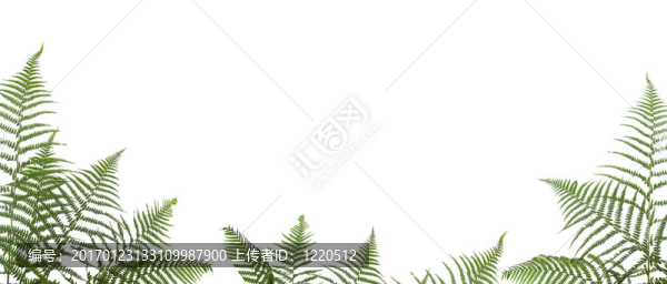 邊境的蕨類植物