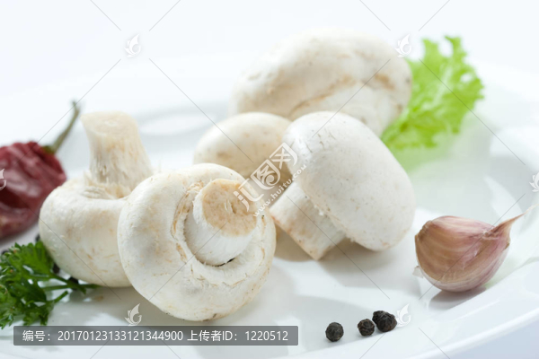 蘑菇