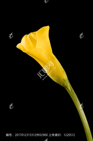 Yellow,calla在黑色的背景