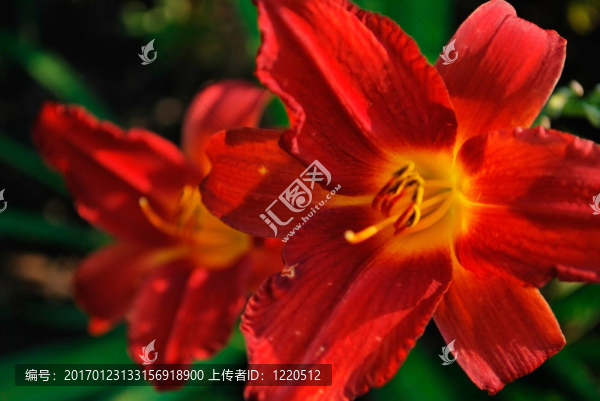 黃花菜