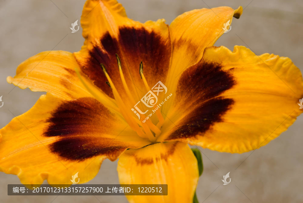 黃花菜