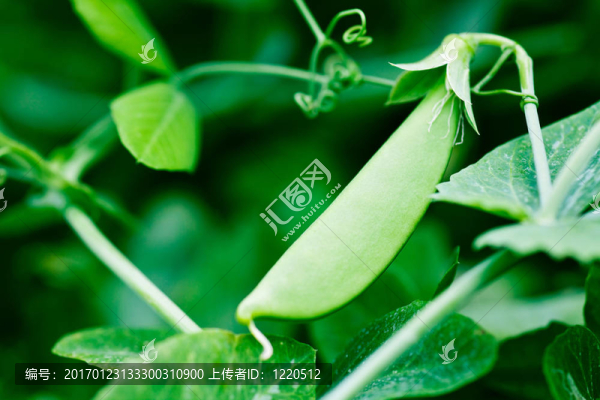 成熟的豌豆植物準(zhǔn)備采摘
