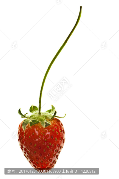 白色背景上成熟的紅草莓