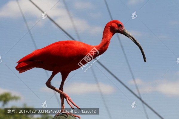 鳥