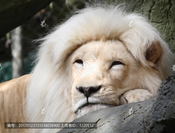 White,Lion休息