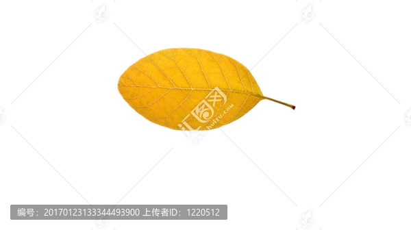 黃色的葉子
