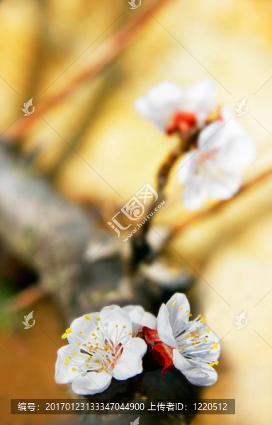 春天花；非常淺的自由度