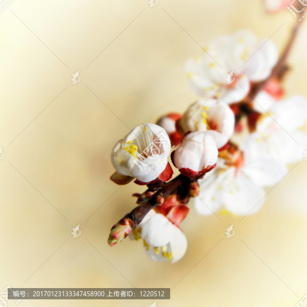 彈簧花；淺自由度；運(yùn)動(dòng)自由度