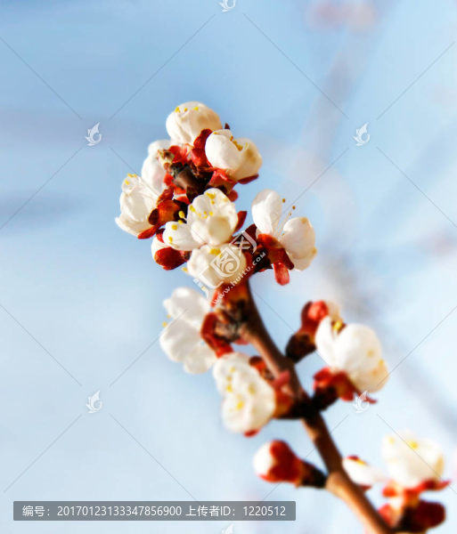 彈簧花；淺自由度；運(yùn)動自由度