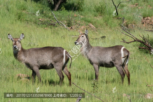 野生動物