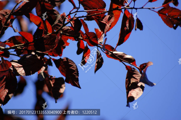 天空背景下的紅色葉子