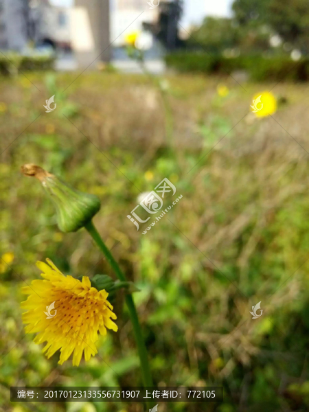 野花微距-匯圖網(wǎng) www.fosd68.com 野花微距