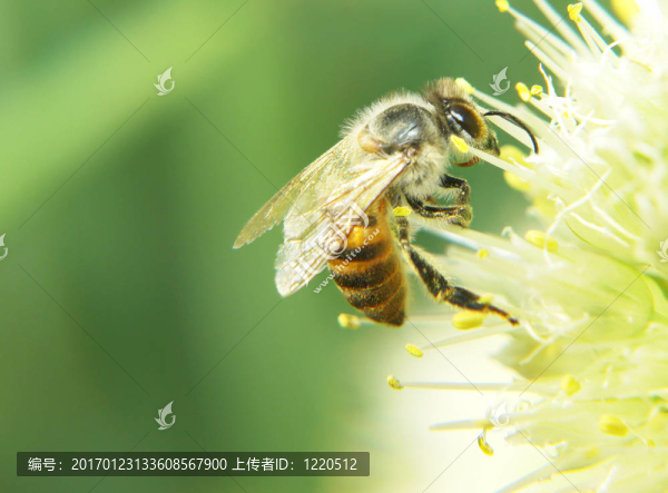 蜜蜂