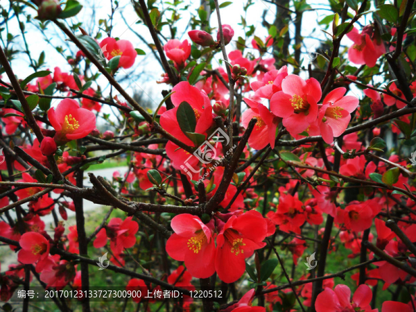 杜鵑花