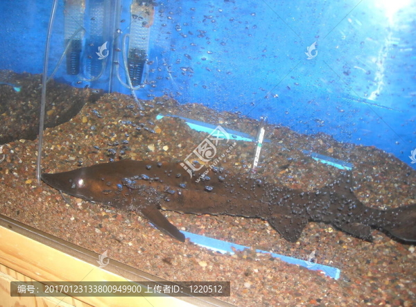 中華鱘水族館