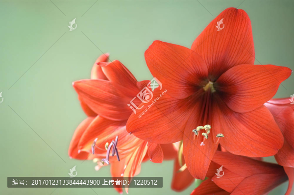 紅amarylis