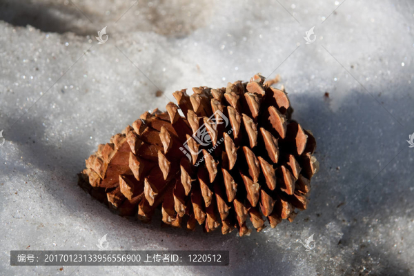 松樹的球果