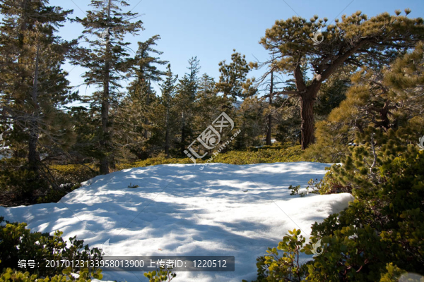場雪