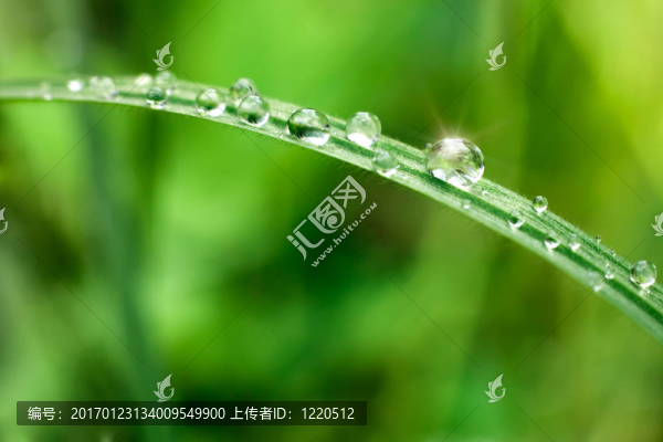 滴在新鮮的草地上