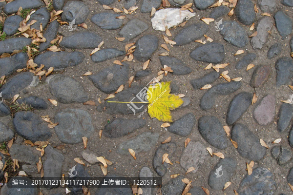 孤獨(dú)的葉